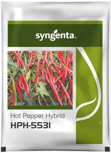HPH 5531 Chilli Seeds – High Yield, Medium Pungency Hybrid