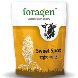 Sweet Spot Sweet Sorghum - High Brix, Juicy Fodder, Dairy Profit